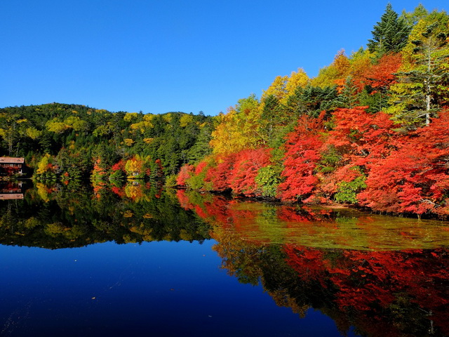 甲州名山 日本八岳紅葉健行5天 丘山行