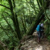 【古道楓情】霞喀羅賞楓+內灣馬胎古道 2天：圖片 2