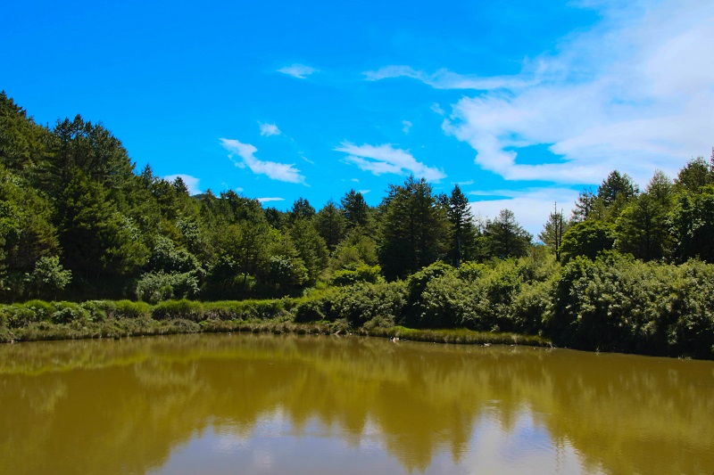 【漫步大雪山】橫嶺山+船型鞍馬步道+雪山神木健行 3天:圖片 8