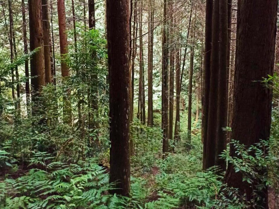 【谷關七雄】屋我尾山-唐麻丹山+蝴蝶谷瀑布 2天：圖片 2