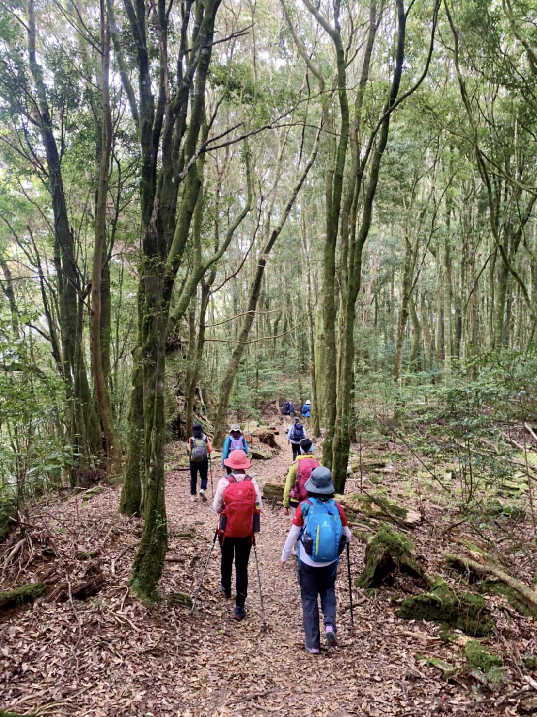 【漫步大雪山】橫嶺山+船型鞍馬步道+雪山神木健行 3天:圖片 6