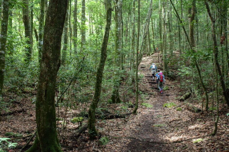 【谷關七雄】八仙山+世紀水道白冷圳 2天：圖片 5