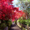 【太平山莊】太平山寂靜山徑 2天：圖片 6