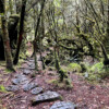 【太平山莊】太平山寂靜山徑 2天：圖片 5