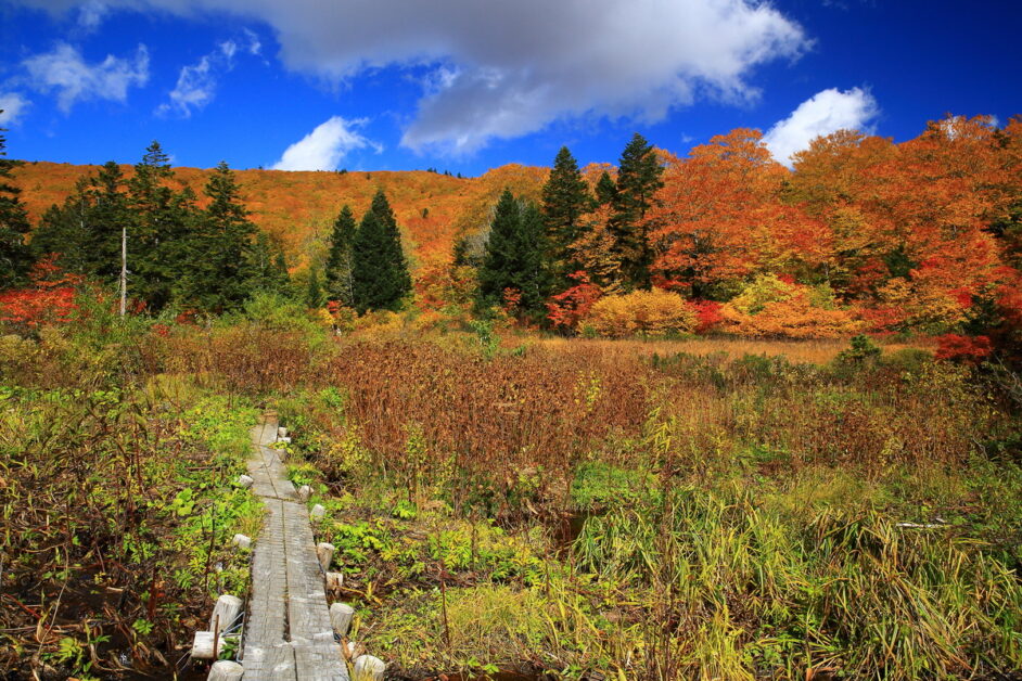 【白神山地】日本東北-世界遺產紅葉健行 7天：圖片 11