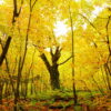 【白神山地】日本東北-世界遺產紅葉健行 7天