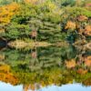 【東海楓情】日本伊豆天城山紅葉之旅 5天：圖片 10