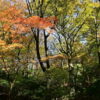 【東海楓情】日本伊豆天城山紅葉之旅 5天：圖片 5