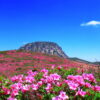 【韓國最高】濟州島漢拏山登頂賞花 5天