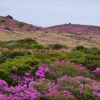 【韓國最高】濟州島漢拏山登頂賞花 5天：圖片 3