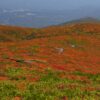 【神之地毯】日本宮城偶來步道+栗駒山紅葉健行 5天