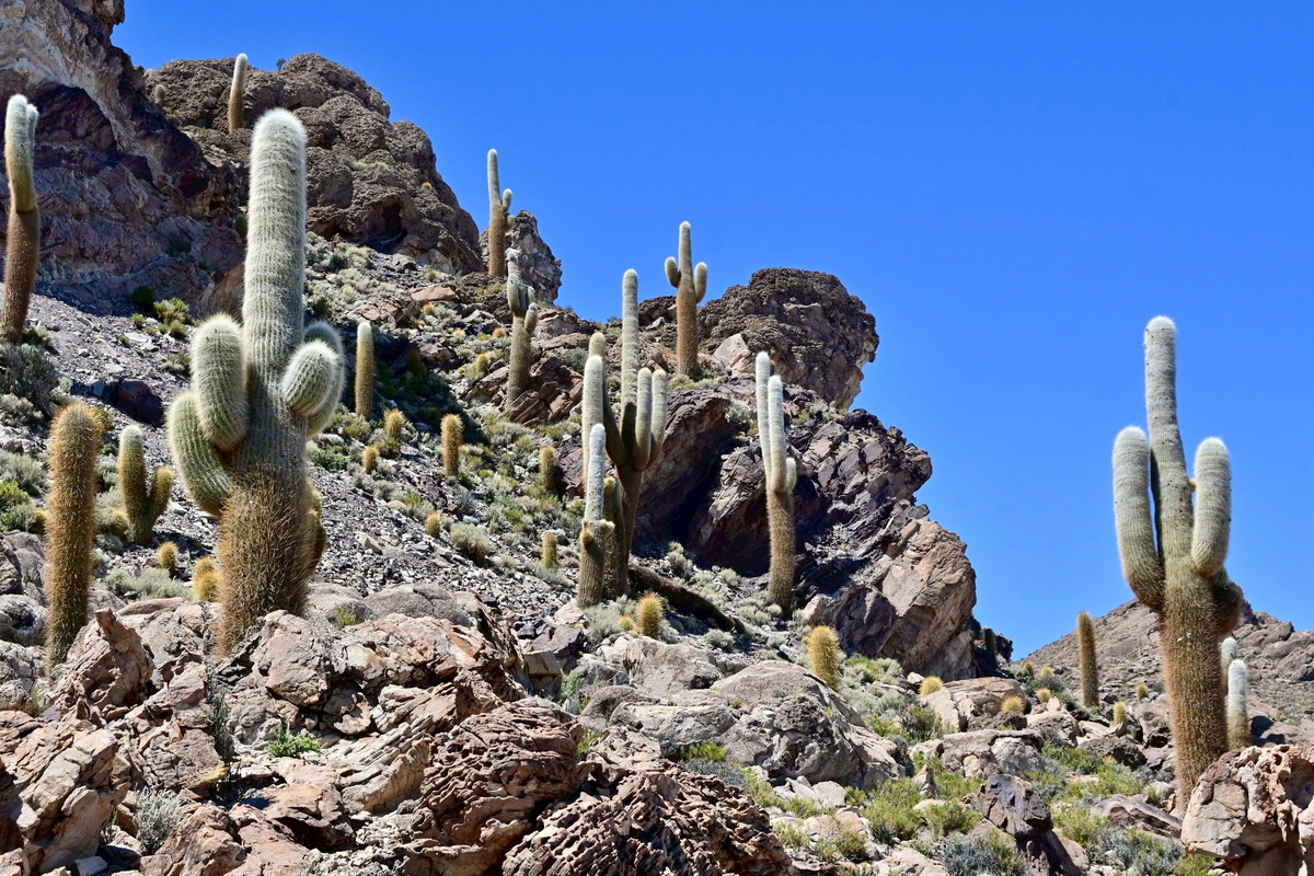 【南美三國】智利阿根廷-巴塔哥尼亞 W Trek 健行+玻利維亞-天空之鏡 22天:圖片 16