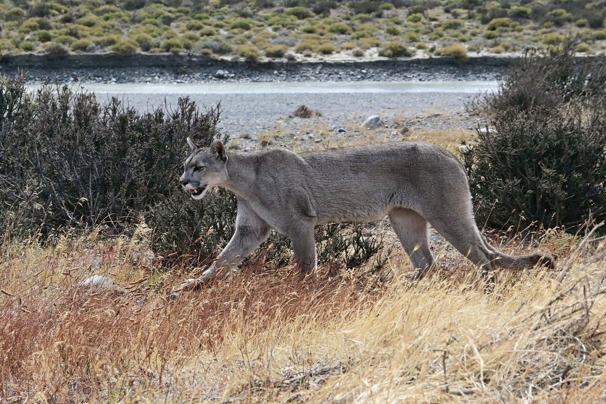【南美三國】智利阿根廷-巴塔哥尼亞 W Trek 健行+玻利維亞-天空之鏡 22天:圖片 13