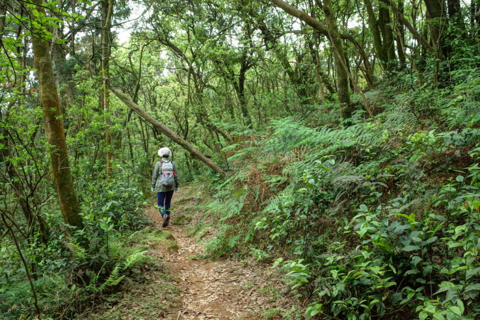 【陽明山祕境】磺嘴山生態保護區健行 1天：圖片 3