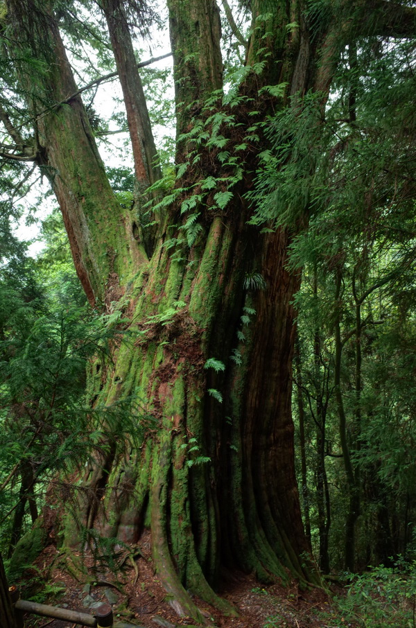 【漫步觀霧】雪霸農場+檜山巨木+榛山步道健行 3天:圖片 6
